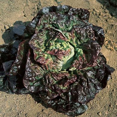 BUTTERHEAD LETTUCE - MERAVIGLIA DELLE QUATTRO STAGIONI -