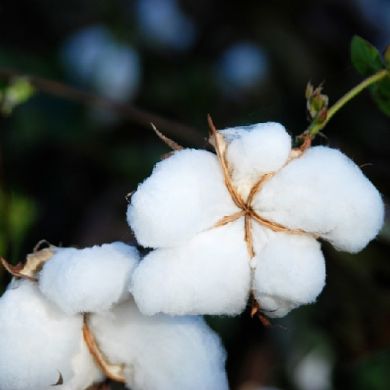 COTTON - GOSSYPIUM