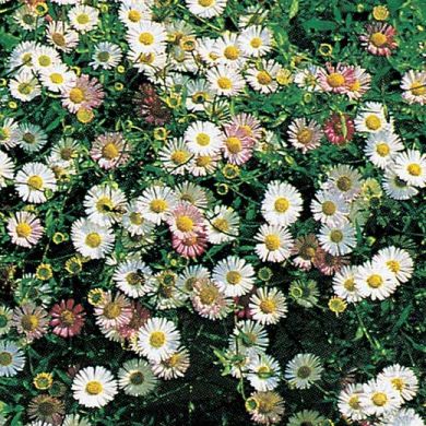 ERIGERON -KARVINSKIANUS-