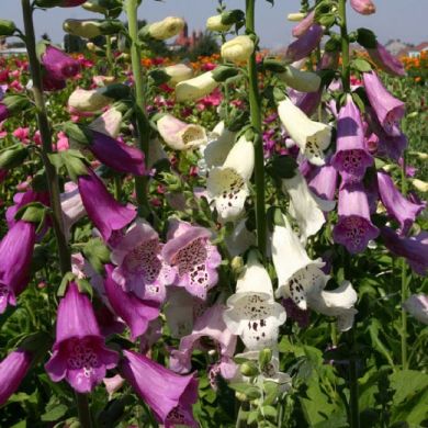 DIGITALIS PURPUREA -MIRABELLE- (biennale)