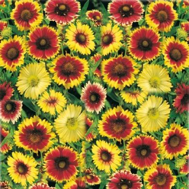 GAILLARDIA ARISTATA ALTA SEMPLICE