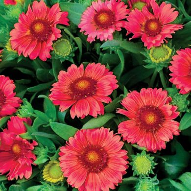 GAILLARDIA  ARISTATA  Arizona "Red Shades" 