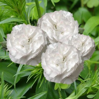 DIANTHUS CHABAUD BIANCO