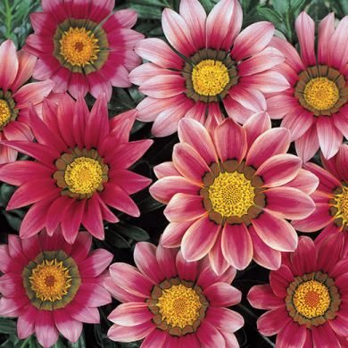 GAZANIA - NEW DAY PINK SHADE -F1