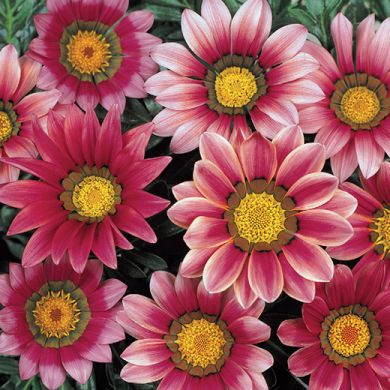 GAZANIA SPLENDENS- NEW DAY PINK SHADE -F1