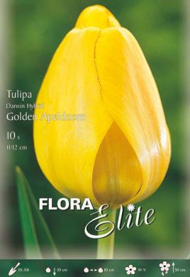 TULIPANO DARWIN IBRIDO -GOLDEN APELDOORN-