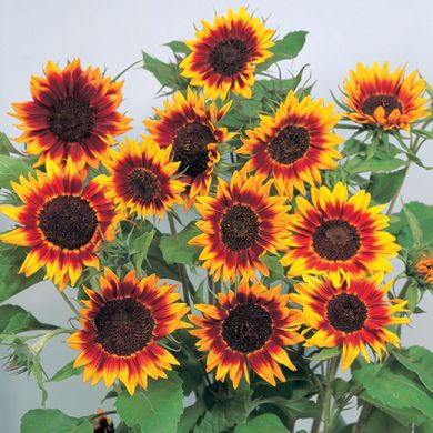 GIRASOLE -RING OF FIRE-