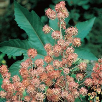RICINUS "CARMENCITA PINK"