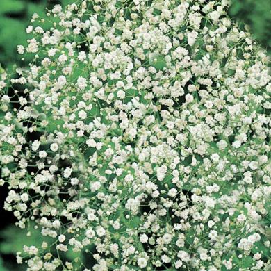 GYPSOPHILA PANICULATA DOUBLE WHITE