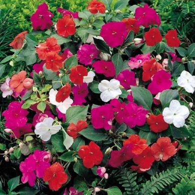 IMPATIENS HYBRIDA  in miscuglio (FIORI DI VETRO)