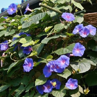 IPOMOEA SKY-BLUE