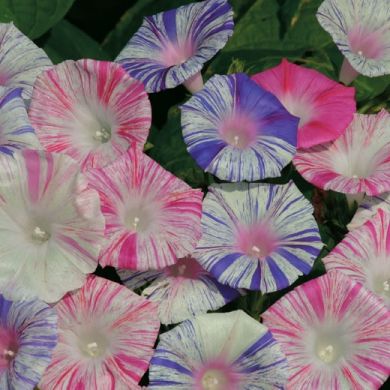 IPOMOEA “CARNEVALE DI VENEZIA” (Annual)