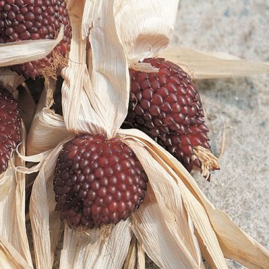 SWEETCORN Strawberry