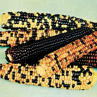 SWEETCORN ARLECCHINO MULTICOLOR