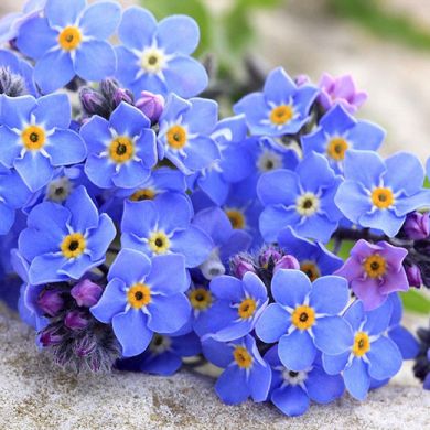 MYOSOTIS ALPESTRIS DWARF BLUE