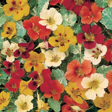 NASTURTIUM “JEWEL OF AFRICA”