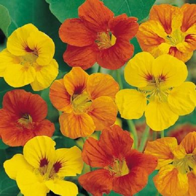 NASTURTIUM CLIMBING SINGLE MIXED