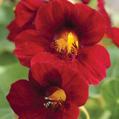 Nasturtium -Crimson Emperor -(Annual)