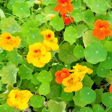 NASTURTIUM DWARF SINGLE MIXED