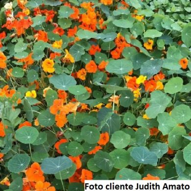 NASTURTIUM DWARF DOUBLE MIXED