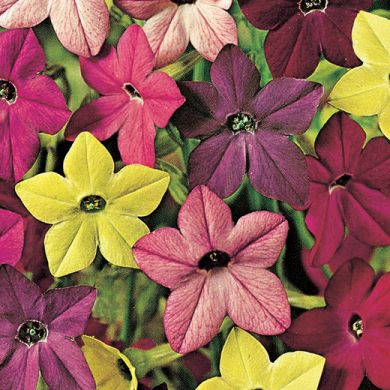 NICOTIANA HYBRID F1 MIXED