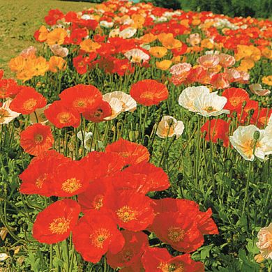 PAPAVER “ICELAND MIX”