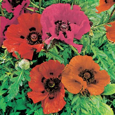 PAPAVER ORIENTALE -PIZZICATO-