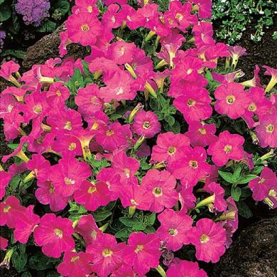 PETUNIA HY F1 - FORTUNIA PINK WAVE