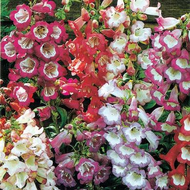 PENSTEMON GIANT MIXED