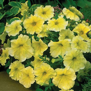 PETUNIA HY F1 -PRISM SUNSHINE-