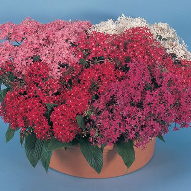 PENTAS “NEW LOOK” MIXED