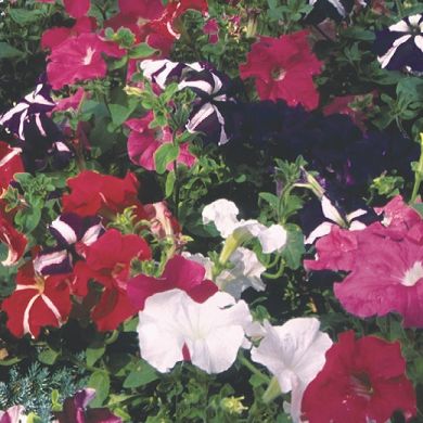 PETUNIA HY F1 GRANDIFLORA MIXED