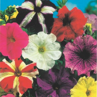 PETUNIA D’ INGEGNOLI MIXED