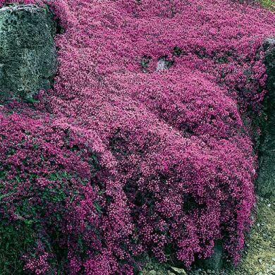 FELDTHYMIAN - (thymus serpyllum)