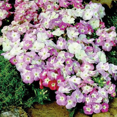 PHLOX DRUMMONDI DWARF MIXED