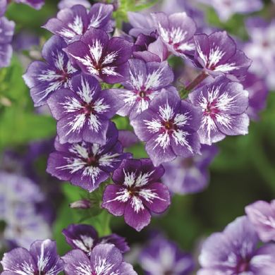 PHLOX o FLOX "Sugar stars mixed"