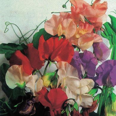 SWEET PEA CLIMBING MIXED