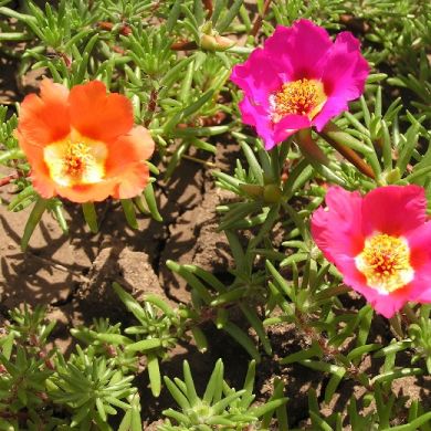 PORTULACA SEMPLICE IN MISCUGLIO