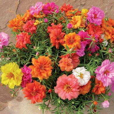 PORTULACA GRANDIFLORA -SUNDIAL- F1 MIX 