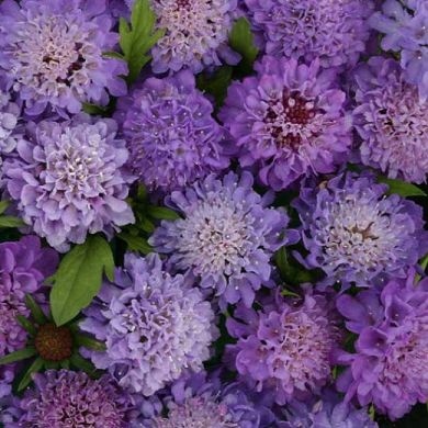 SCABIOSA ATROPURPUREA - BLUE BEAU - (perenne)