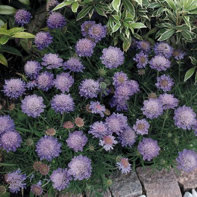 SCABIOSA JAPONICA ALPINE “RITZ BLAU”