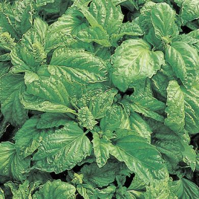 BASIL - NAPOLETANO - LETTUCE LEAF