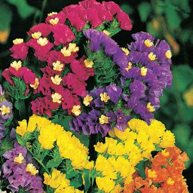 fiori di statice in miscuglio di colori viola, rosa, giallo e bianco