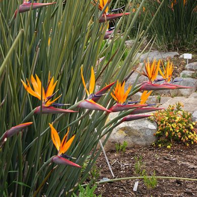 STRELITZIA  REGINAE