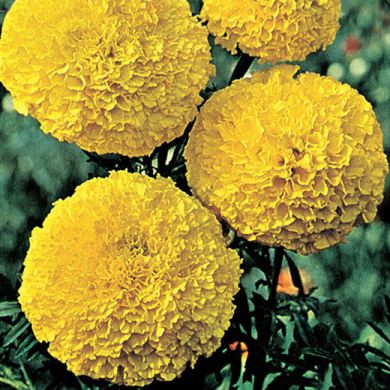 MARIGOLD NANO A GRANDE FIORE GIALLO