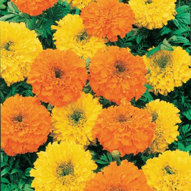 MARIGOLD ALTO A GRANDE FIORE IN MISCUGLIO