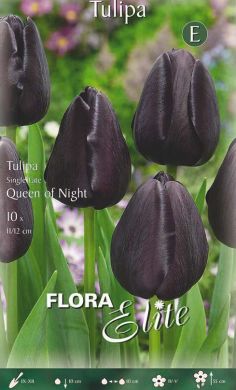 TULIPANO SEMPLICE TARDIVO -QUEEN OF NIGHT-