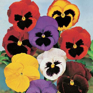 VIOLA D'INGEGNOLI IN MISCUGLIO (VIOLA DEL PENSIERO)