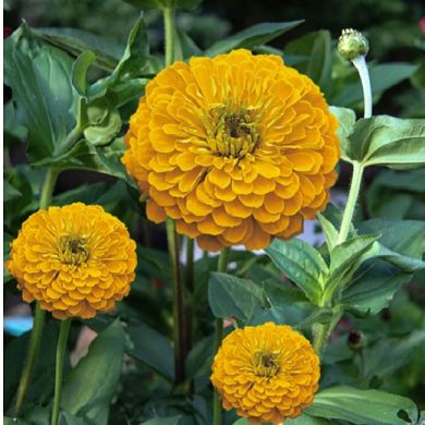 ZINNIA A FIORE DI DAHLIA GIALLO