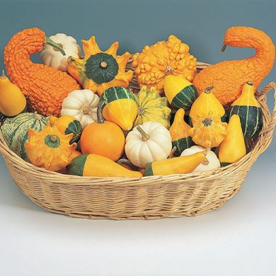 PUMPKINS- ORNAMENTAL MIX